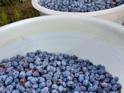 Arambašić voćne rakije