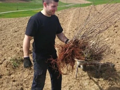 Sadnja
