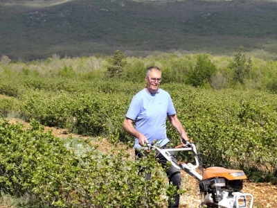 Najveća plantaža aronije u Dalmaciji
