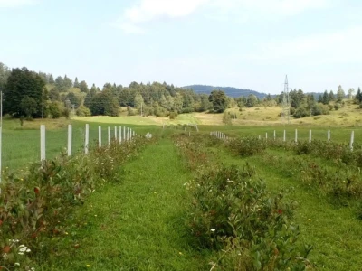 Aronija Krepenc