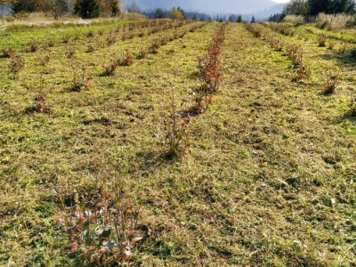 Aronija Krepenc