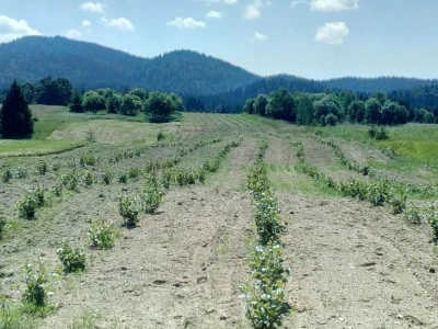 Aronija Krepenc