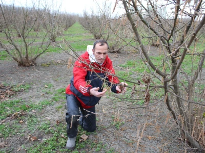 Atomizer Martignani u nasadu Baranjskih lješnjaka