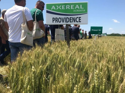 Axereal