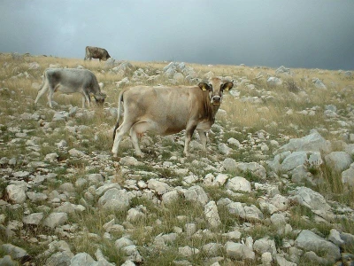 Krave pasmine buša u kršu Dalmacije