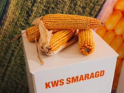 KWS - Premijera PLUS4GRAIN hibrida kukuruza