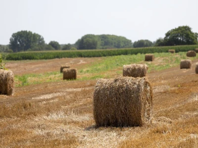 Bale slame