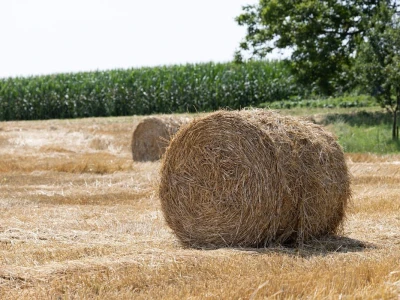 Bale slame