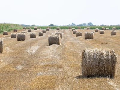 Bale slame
