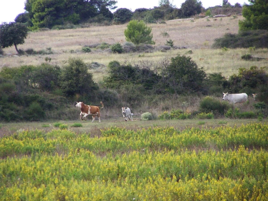 krava