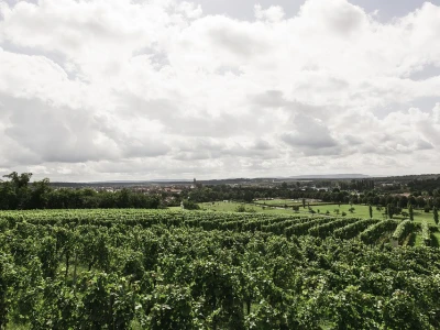 Imaju i dva hektara vinograda