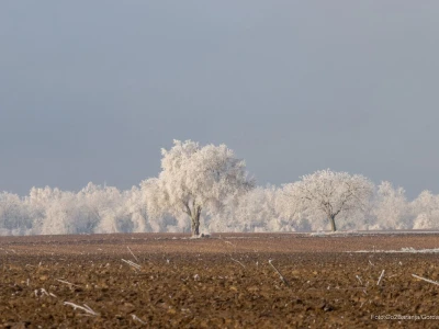 Baranja kroz objektiv lokalnog fotografa