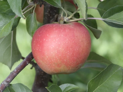 AppleResist - završni rezultati
