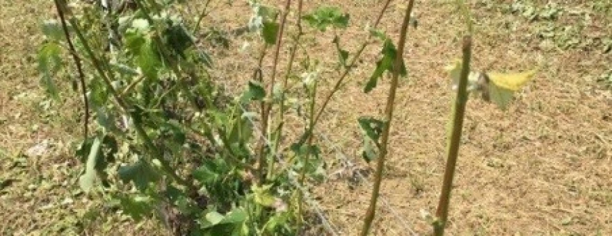 ce