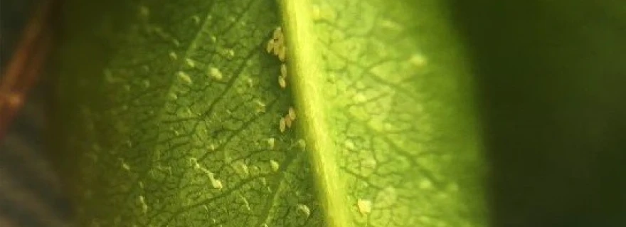 ce