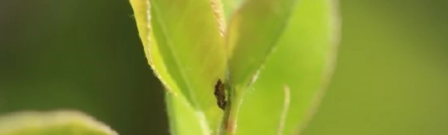 cew