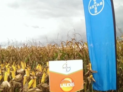 Bayer na Dekalb danima polja