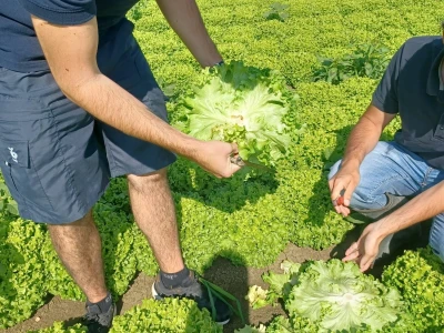 Bejo zaden sorte salata