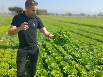 Bejo zaden sorte salata