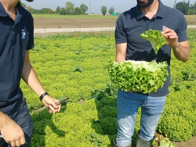 Bejo zaden sorte salata