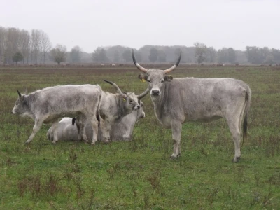 Podolac na Belju