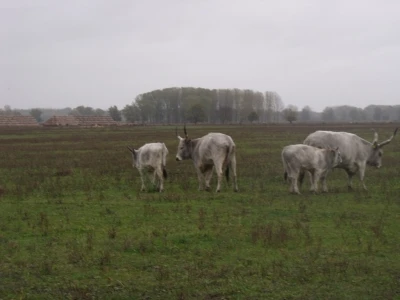 Podolac na Belju