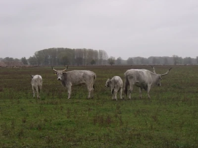 Podolac na Belju