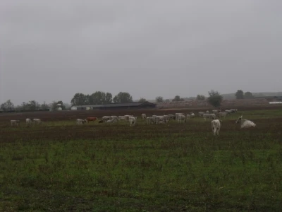 Podolac na Belju