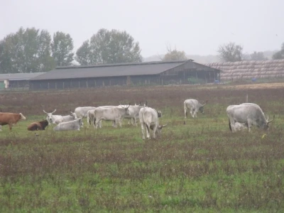 Podolac na Belju
