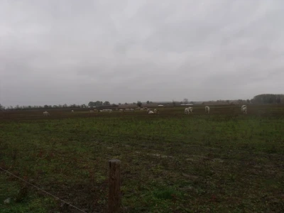 Podolac na Belju