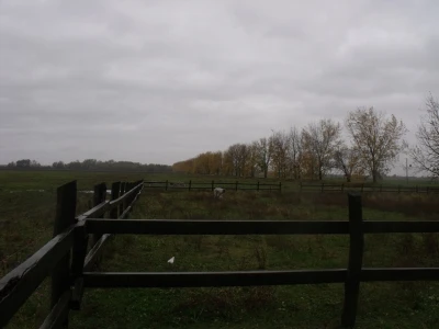 Podolac na Belju