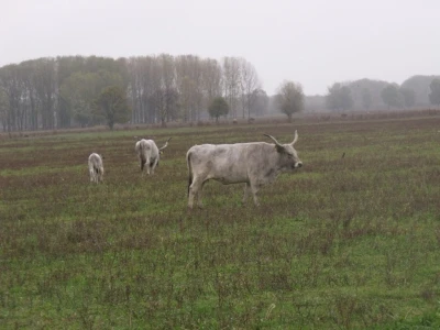 Podolac na Belju. SVe fotke snimane tijekom velike kiše