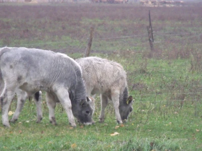 Podolac na Belju