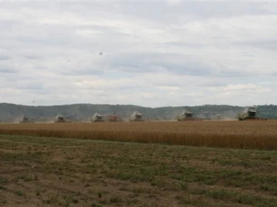 Belje - žetva pšenice 2011.