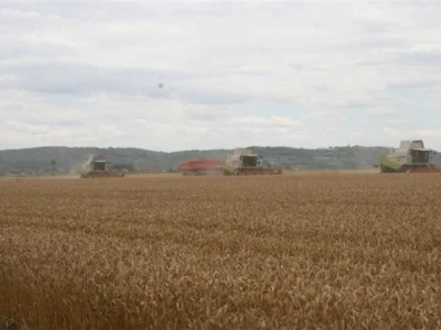 Belje - žetva pšenice 2011.