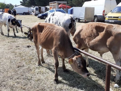 Benkovački sajam