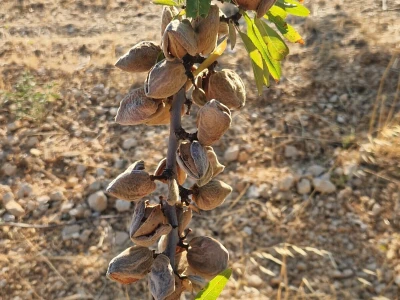 Berba badema