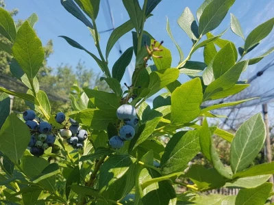Berba borovnica na OPG Hodak u Suhopolju