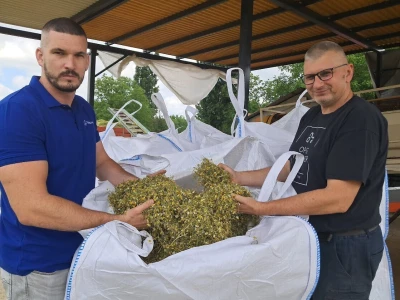 Berba eko kamilice na OPG-u Verner Bruno