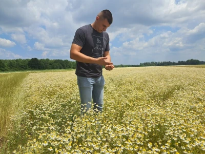 Berba eko kamilice na OPG-u Verner Bruno