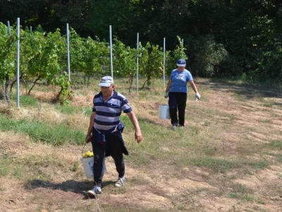 Berba grožđa