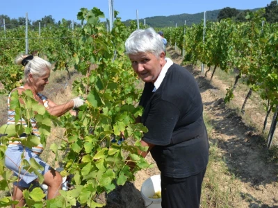 Berba grožđa