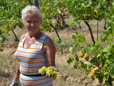 Berba grožđa