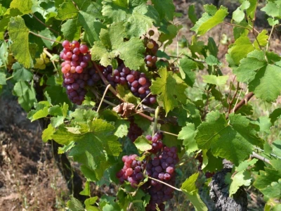 Berba grožđa