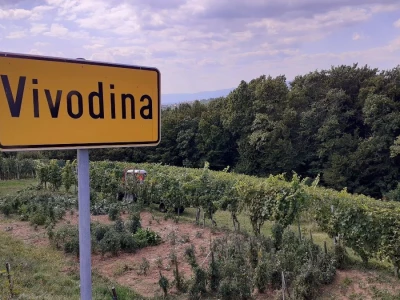 Berba grožđa na Plešivici