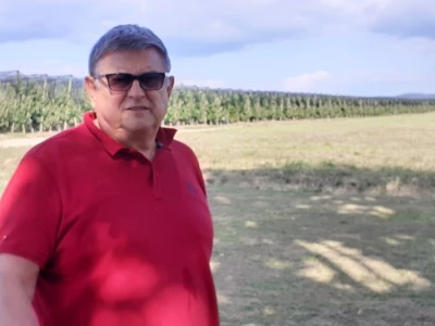 Berba jabuka