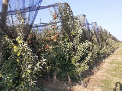Berba jabuka