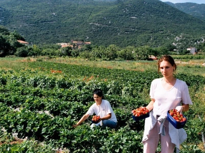 Berba jagoda u Kokorićima (Buninsko polje)