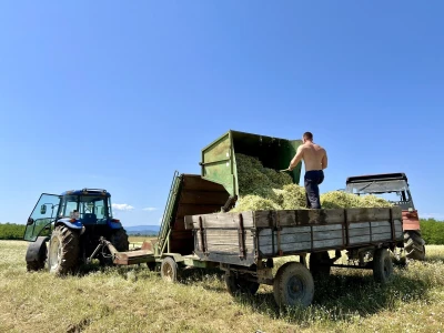 Berba kamilice na OPG Prugovečki