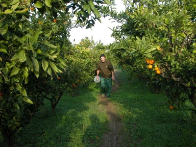 Mladi su brži i u berbi mandarina i na njihovim rukama ostaju i neretvanske plantaže